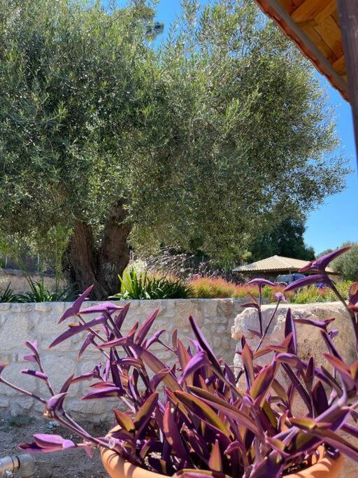 Paralia Homes Cheerful 2 Bedroom With Pool, Unit #1